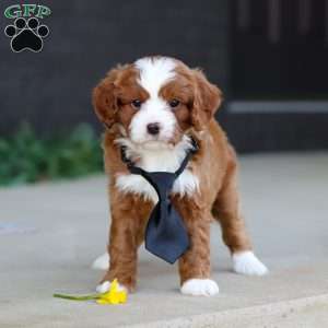Bruno, Cavapoo Puppy